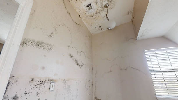 Best Dehumidification Services  in Framingham, MA