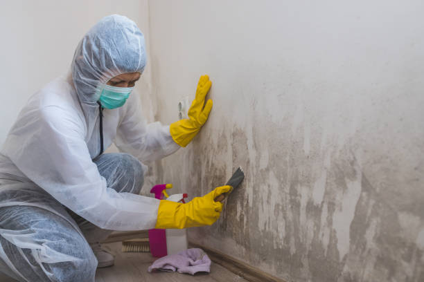 Best Attic Mold Removal  in Framingham, MA