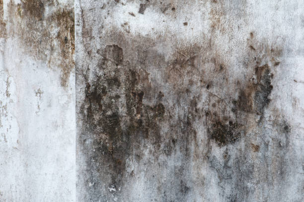 Forensic Mold Investigation in Framingham, MA