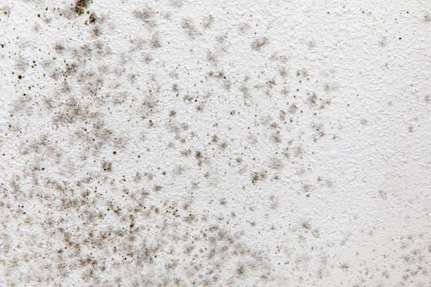 Best Basement Mold Removal  in Framingham, MA