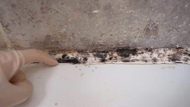 Best HVAC Mold Inspection and Cleaning  in Framingham, MA